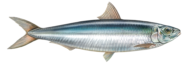 Pacific Sardine | California Sea Grant